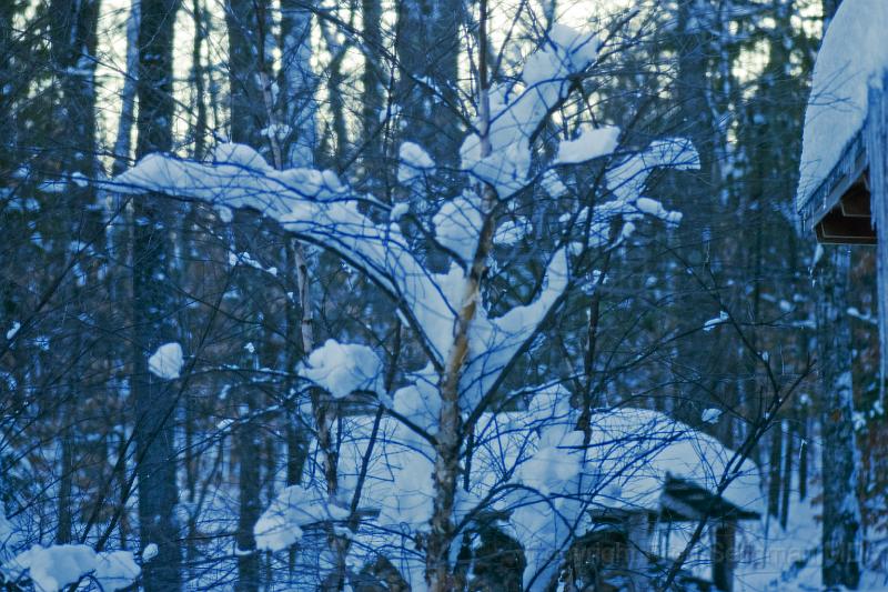 20080102_163913 D70 F.jpg - After a Maine snow fall, Happy Tails, Bridgton, Maine